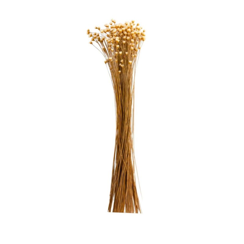 Haste flor sempre viva desidratada 20g natural