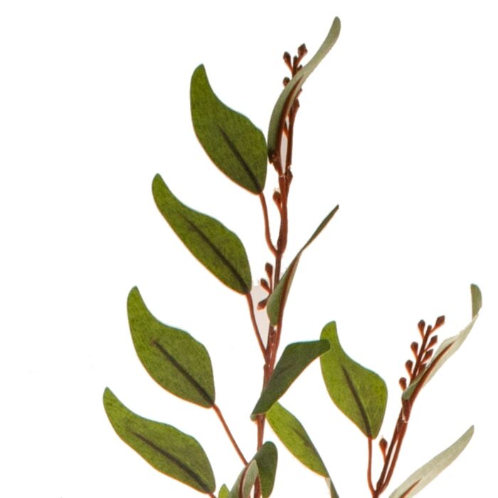 Haste eucalipto com sementes 65cm - Imagem 2