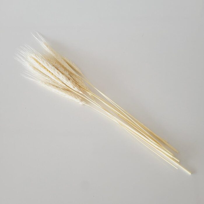 Haste trigo natural desidratado 35cm (10un)