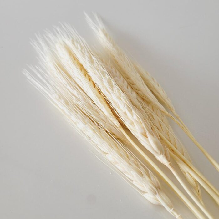 Haste trigo natural desidratado 35cm (10un) - Imagem 2