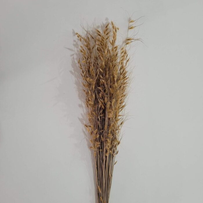 Haste Capim Dourado natural desidratado