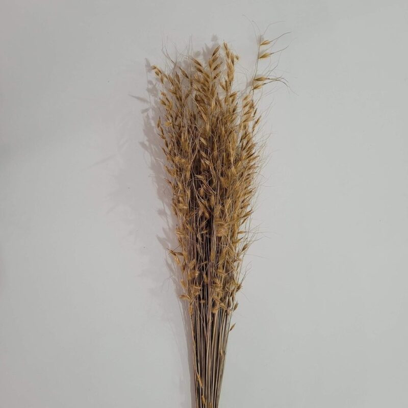 Haste Capim Dourado natural desidratado
