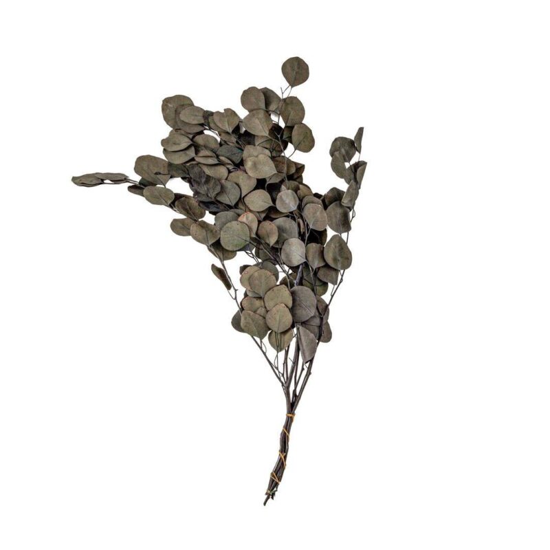 Haste mini Eucalipto preservado natural 5un 70cm verde