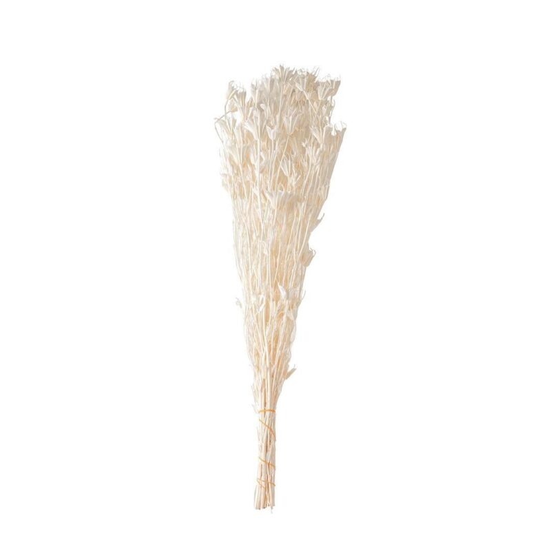 Haste flor Estrela de Anis preservado natural 70cm