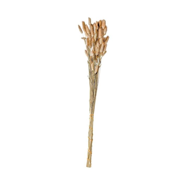 Haste flor Cauda de Coelho preservado natural escura 60cm