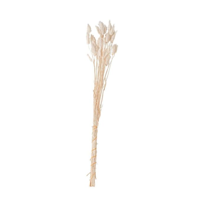 Haste flor Cauda de Coelho preservado natural clara 65cm