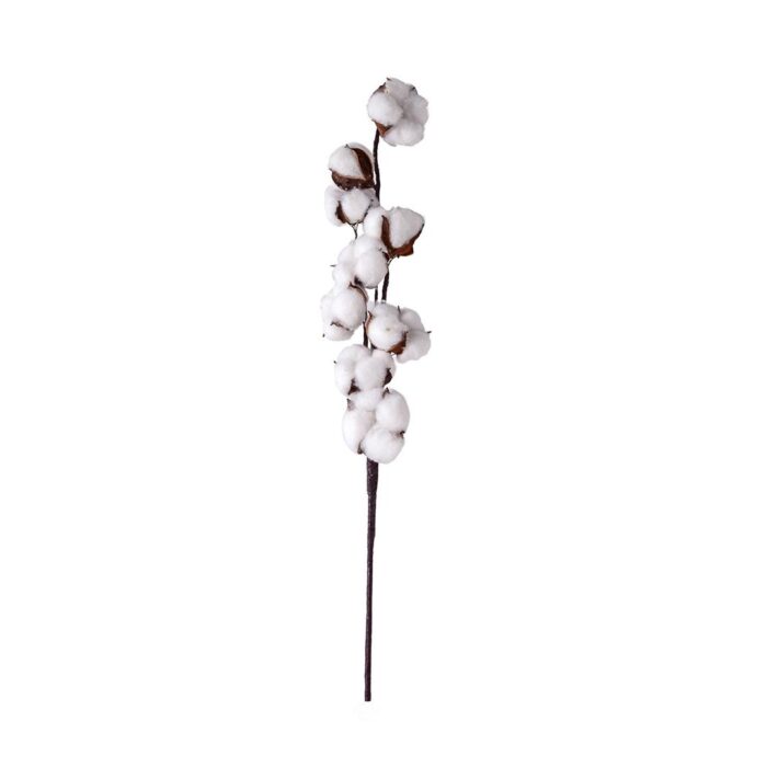 Haste Flor de Algodão desidratada preservada  70cm